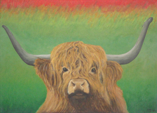 Schotse hooglander